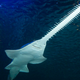 Illustration for article titled It turns out sawfish actually wield their snouts like chainsaw-toting madmen